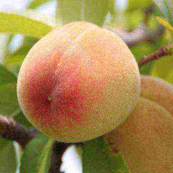 pinakamahusay na peach