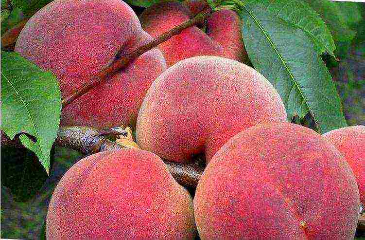 pinakamahusay na peach