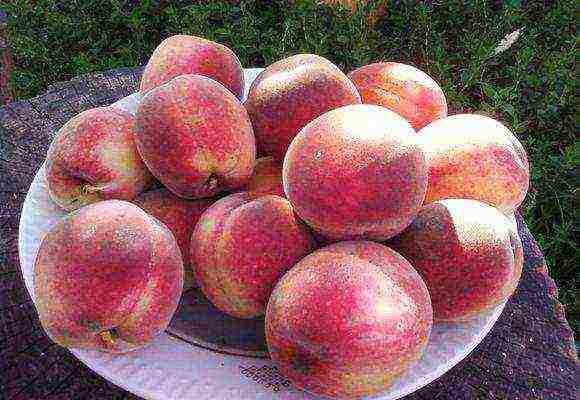 pinakamahusay na peach