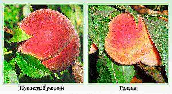 pinakamahusay na peach