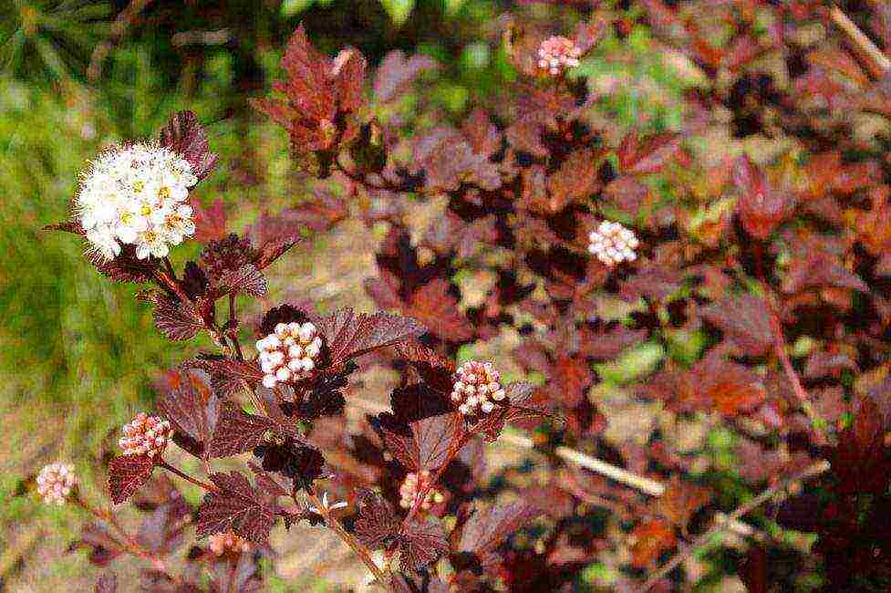 the best variety of bladderworm