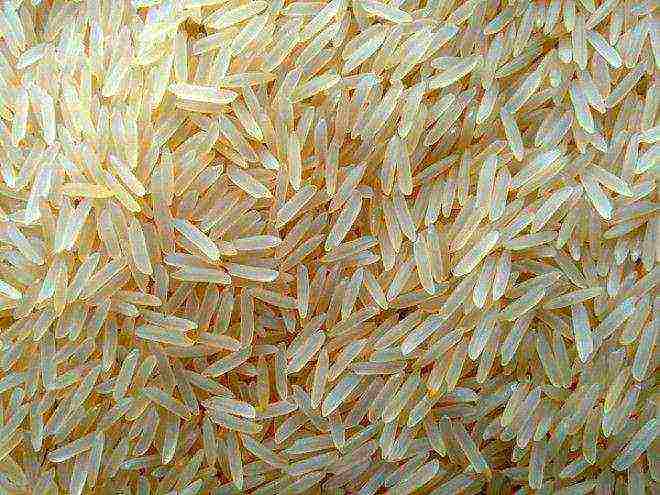 best rice