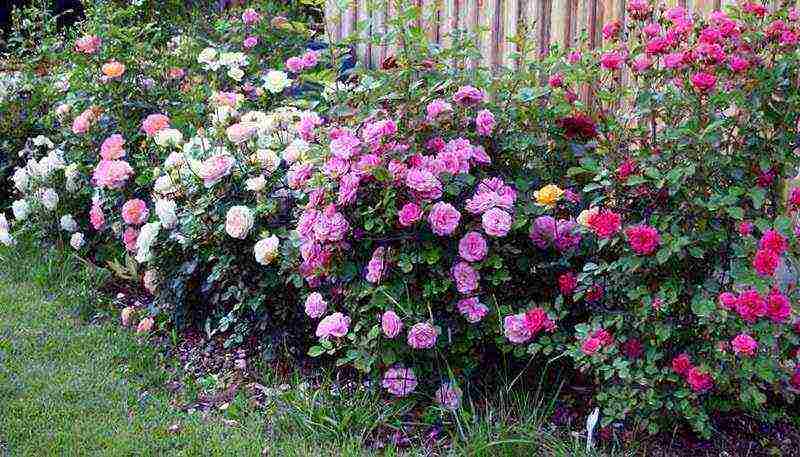 best variety of roses