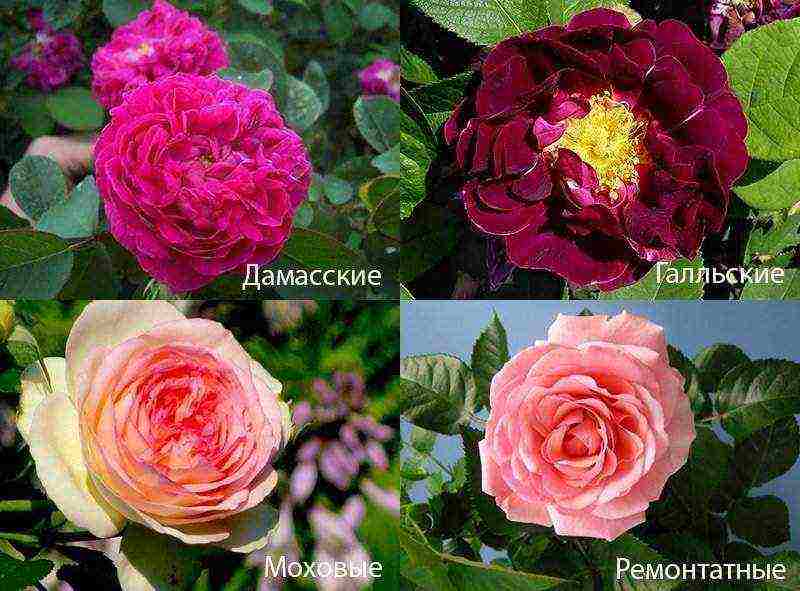 best variety of roses