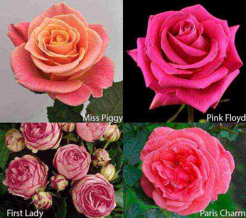 best variety of roses