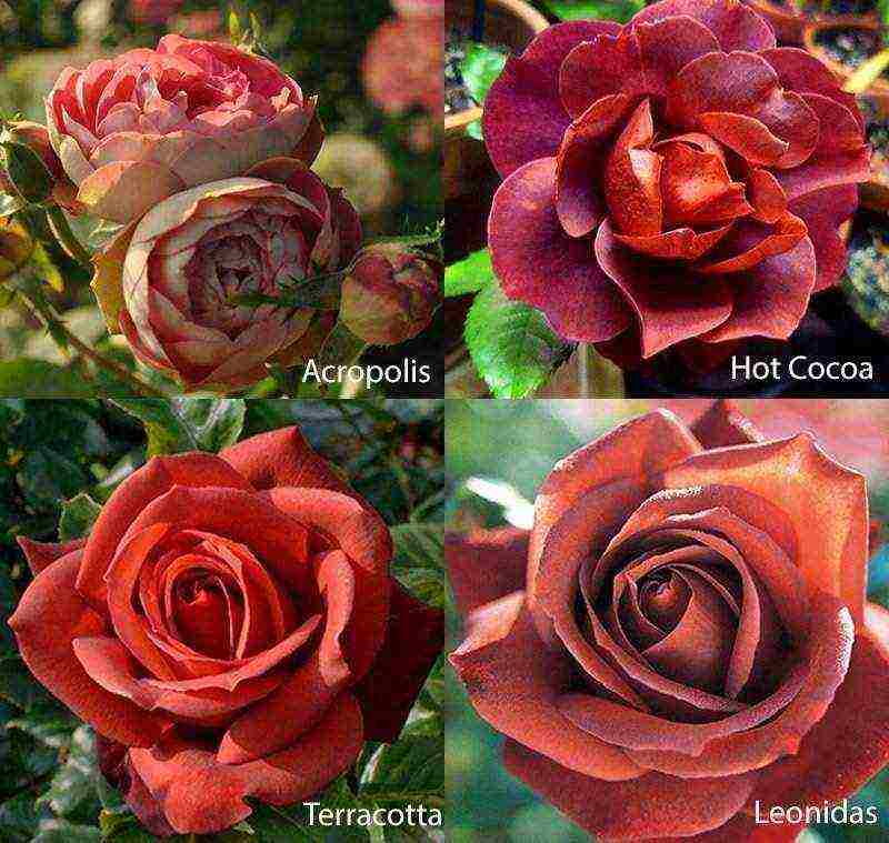 best variety of roses