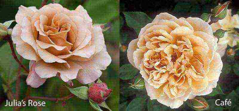 best variety of roses