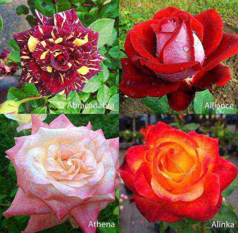 best variety of roses