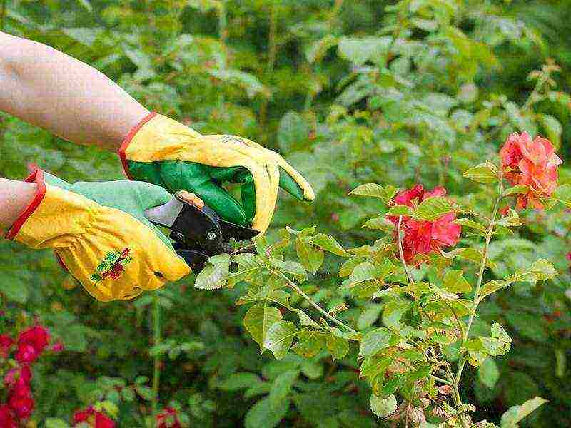 pinakamahusay na pagkakaiba-iba ng mga rosas