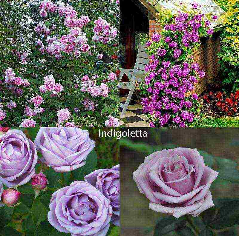 best variety of roses