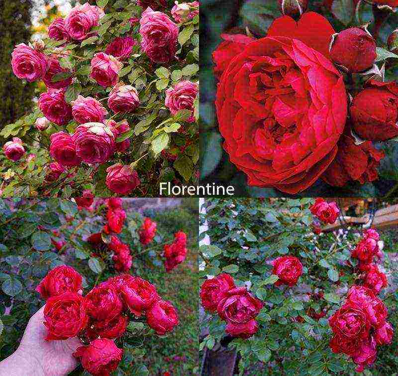 best variety of roses