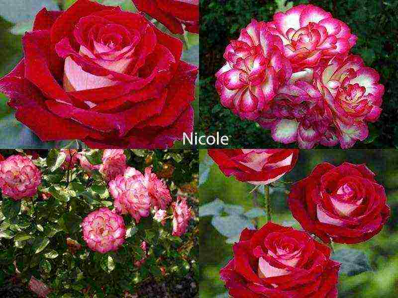 best variety of roses