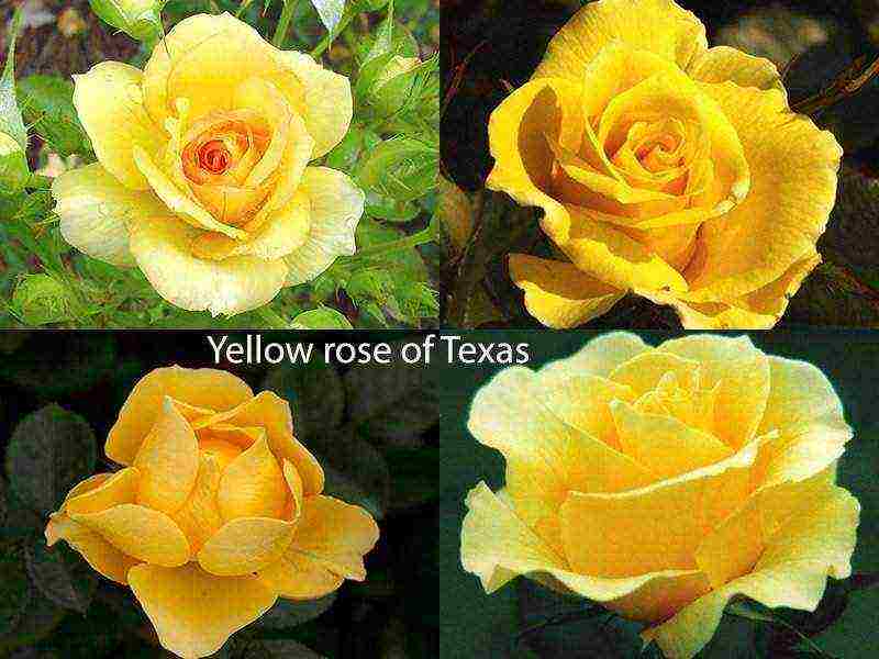 best variety of roses