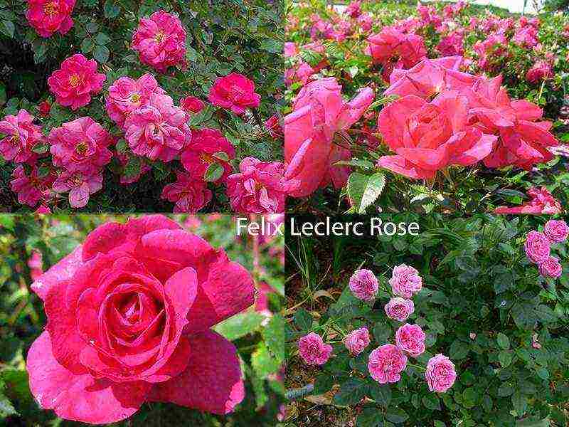 best variety of roses