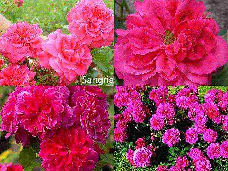 best variety of roses