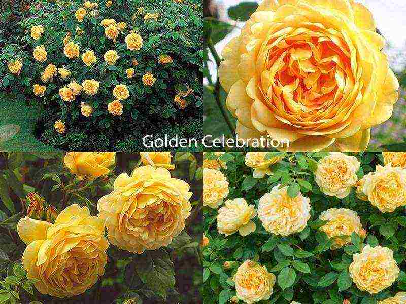 best variety of roses