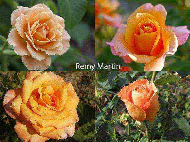 best variety of roses