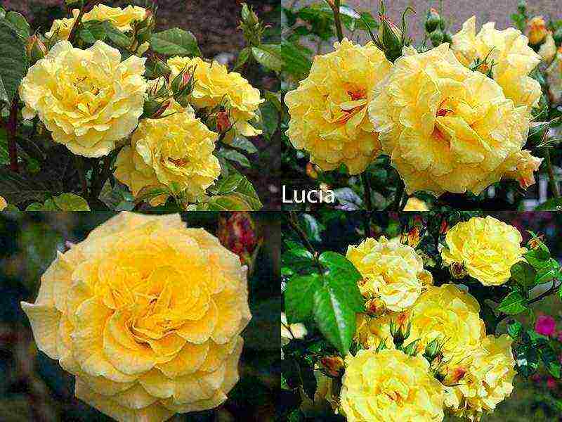 best variety of roses