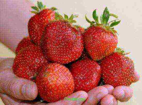 pinakamahusay na iba't ibang strawberry