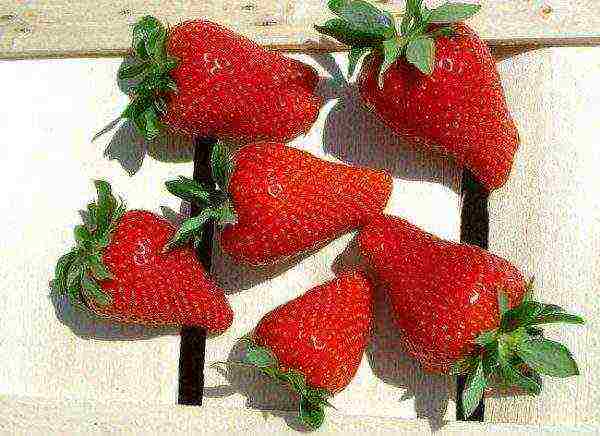 best strawberry variety