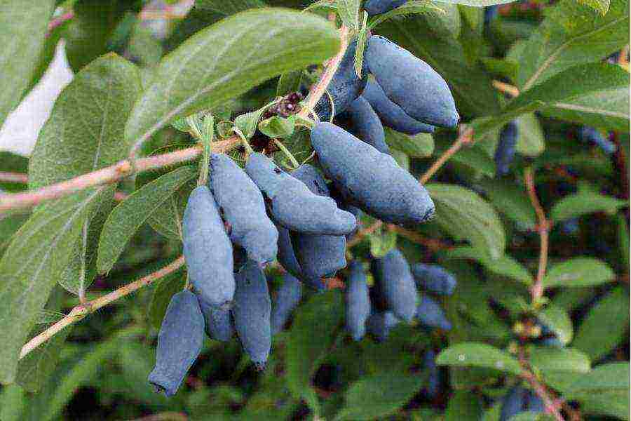 best grade honeysuckle