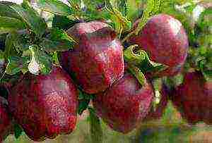 the best winter apple variety