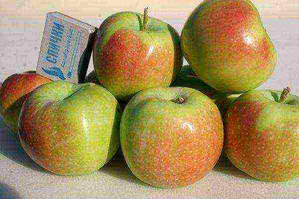 the best winter apple variety