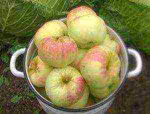 the best winter apple variety