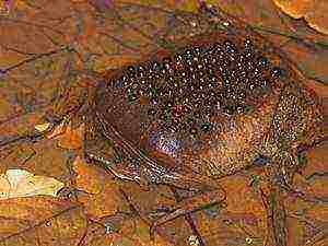 frog that rears offspring on its own back