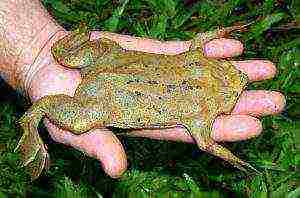 frog that rears offspring on its own back