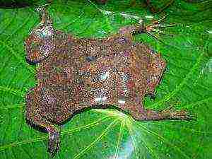 frog that rears offspring on its own back