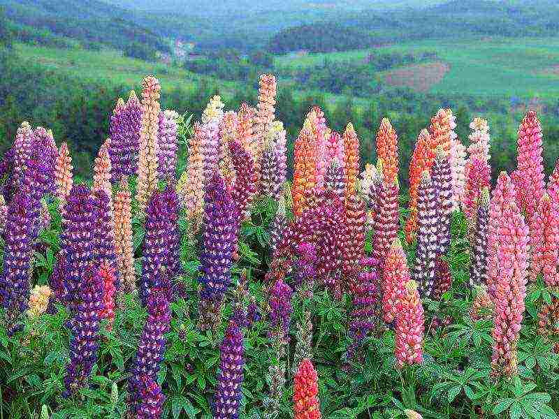 lupine planting and care in the open field in the Urals