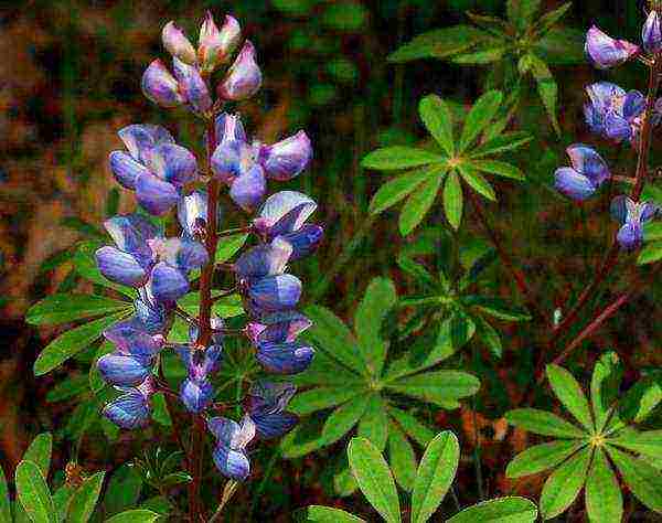 lupine planting and care in the open field in the Urals