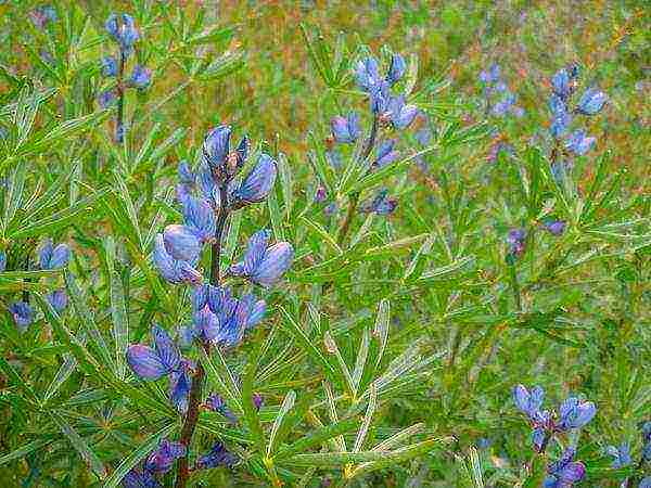 lupine planting and care in the open field in the Urals