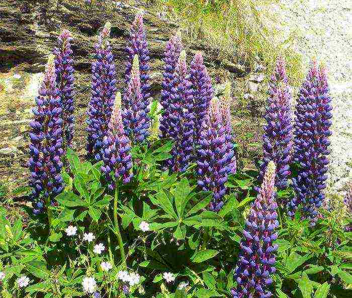 lupine planting and care in the open field in the Urals