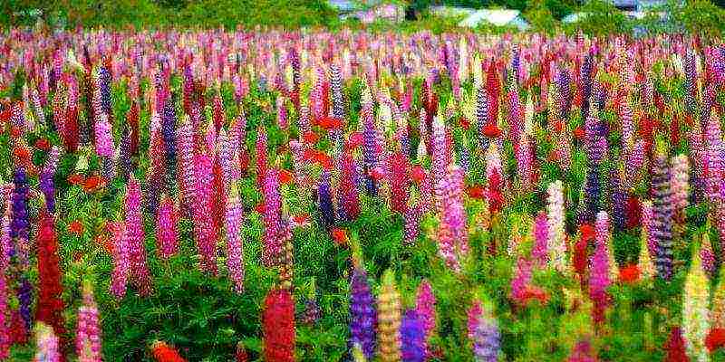 lupine planting and care in the open field in the Urals