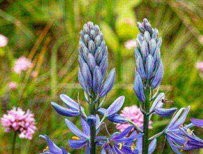 lupine planting and care in the open field in the Urals