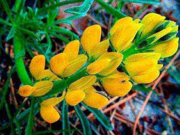 lupine planting and care in the open field in the Urals