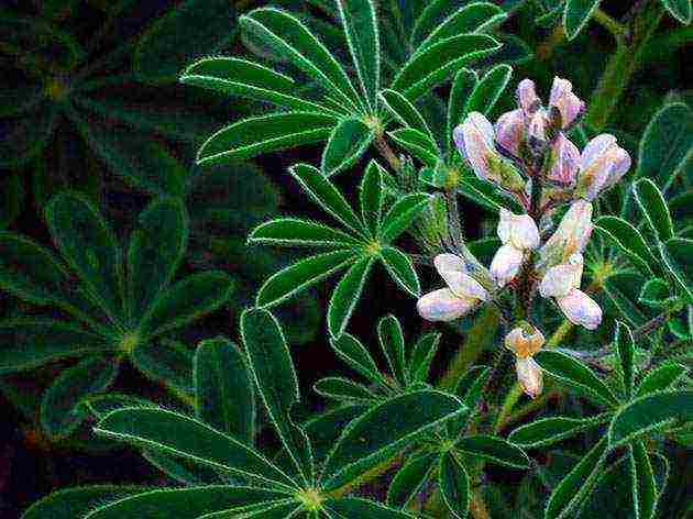 lupine planting and care in the open field in the Urals