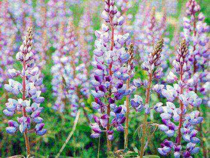 lupine planting and care in the open field in the Urals