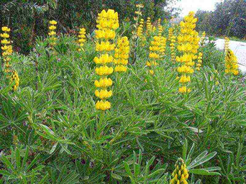 lupine planting and care in the open field in the Urals