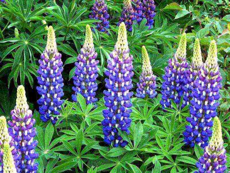 lupine planting and care in the open field in the Urals