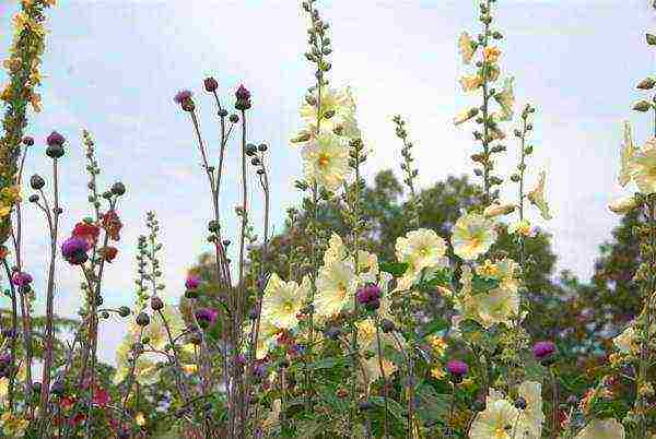 mallow long-term planting and care in the open field in spring