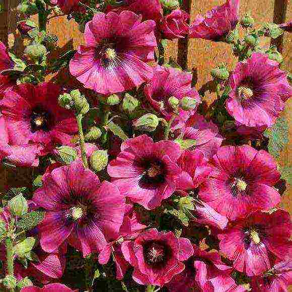 mallow long-term planting and care in the open field in spring