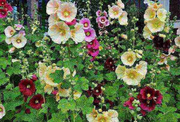 mallow long-term planting and care in the open field in spring