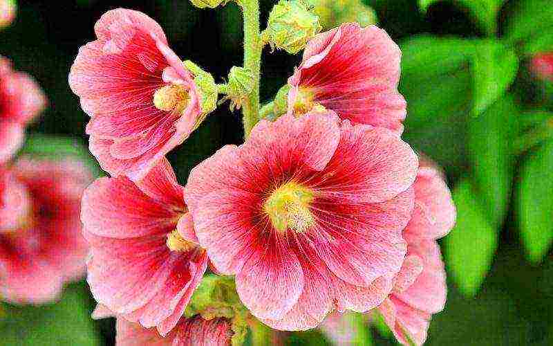 mallow long-term planting and care in the open field in spring