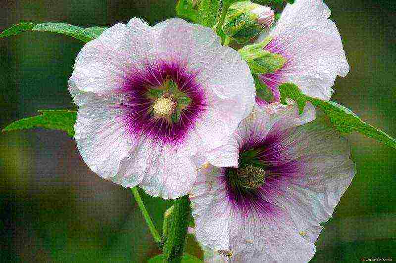 mallow long-term planting and care in the open field in spring