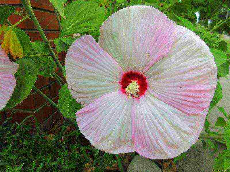 mallow long-term planting and care in the open field in spring