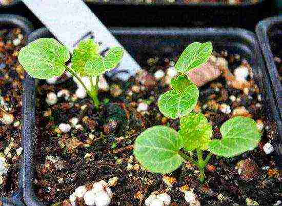 mallow long-term planting and care in the open field in spring