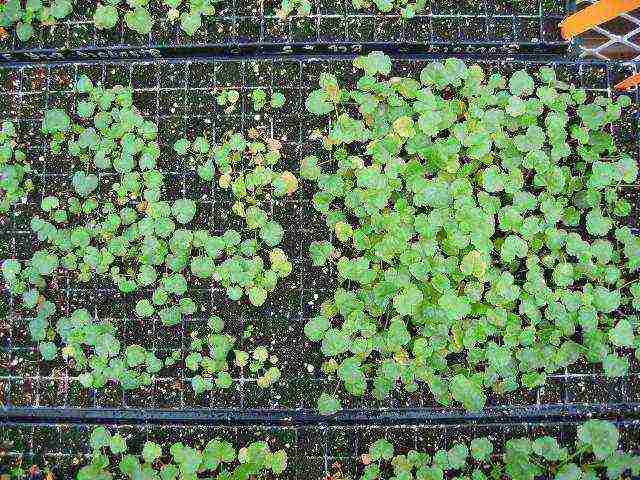 mallow long-term planting and care in the open field in spring